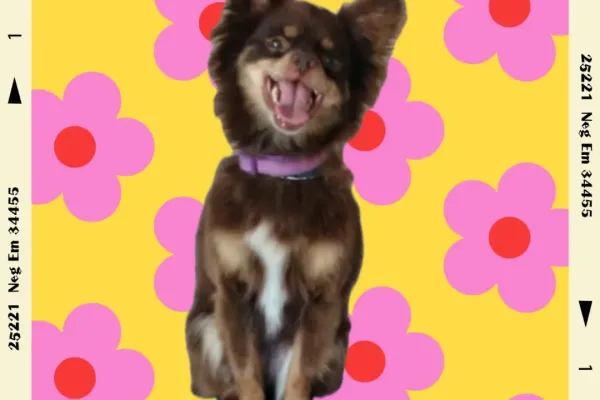 Peluquería Canina Camila
