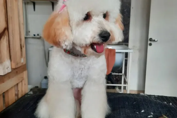 Peluquería Canina HijosdePerra