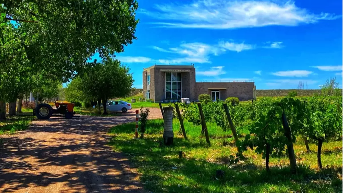 Bodega Dolium