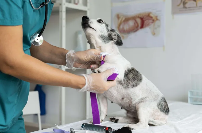 VETERINARIA HUEZO'S