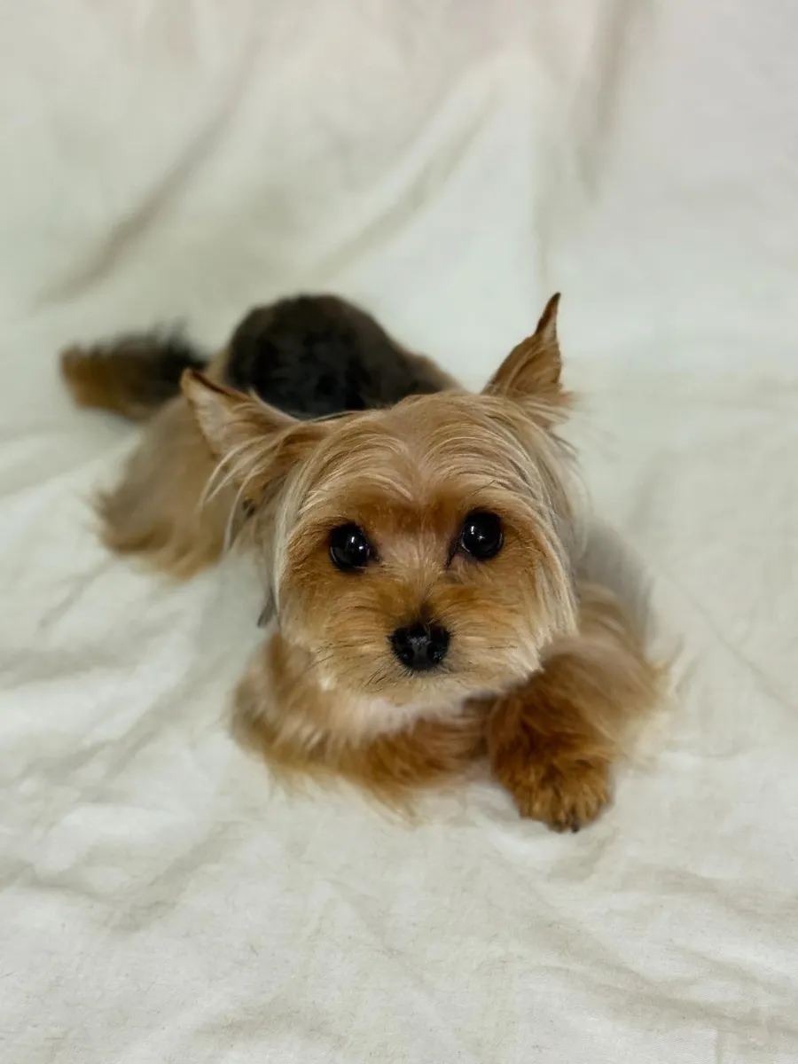 Flavia Romano Peluquería Canina