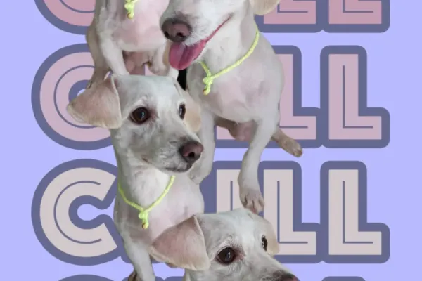Peluquería Canina Camila