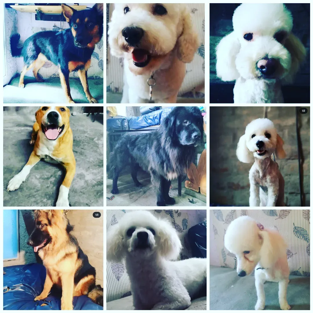 Peluquería Canina Sevendog