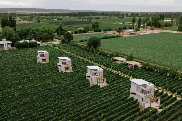 Agrelo Vines