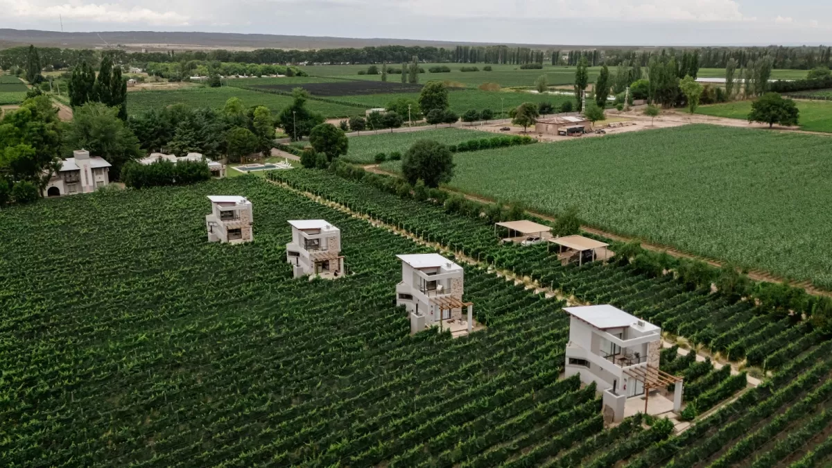 Agrelo Vines