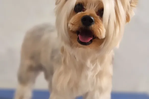 Frida Mundo Canino