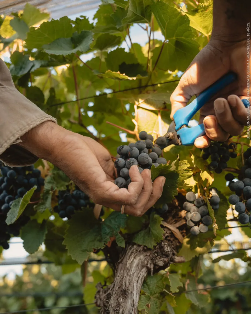 Bodega Alta Vista