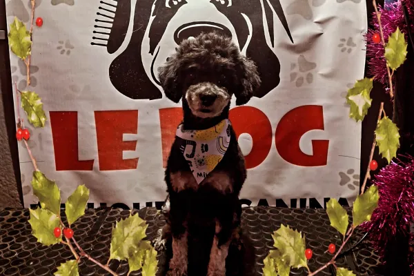 Peluquería Canina Le Dog
