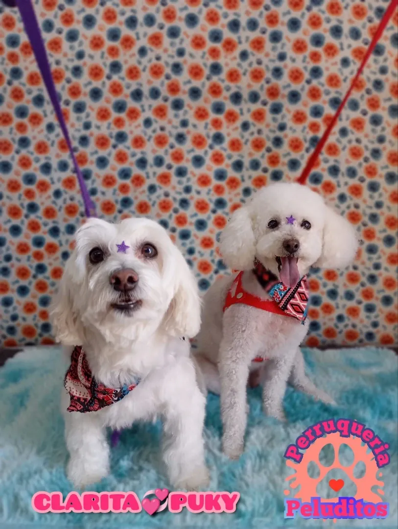 Peluditos Peluquería
