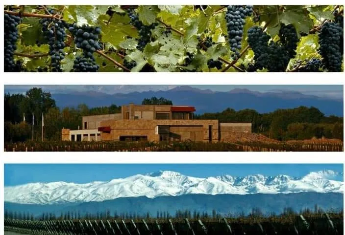 Bodega Tempus Alba