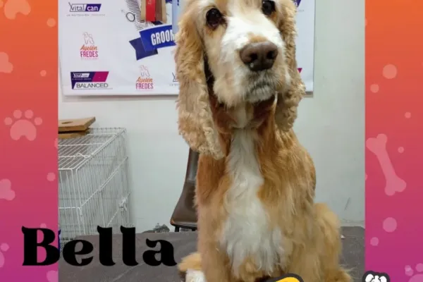 Pet Shop Pelusa