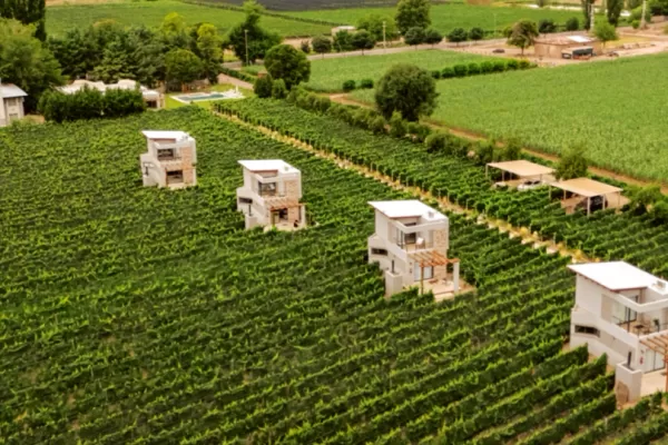 Agrelo Vines