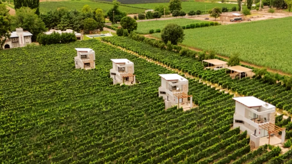 Agrelo Vines