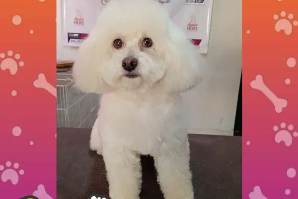 Pet Shop Pelusa