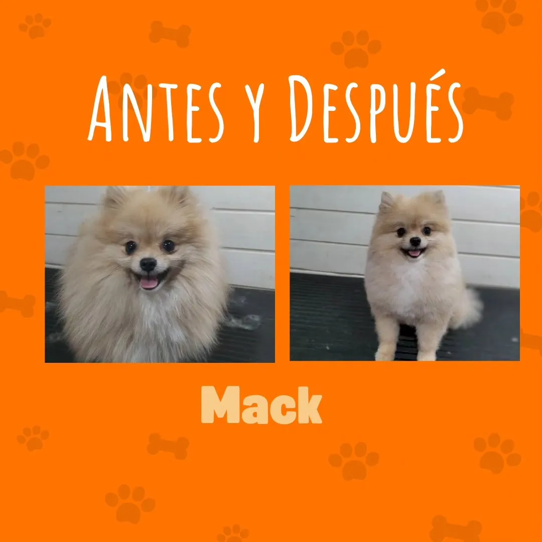 Iris Peluquería Canina