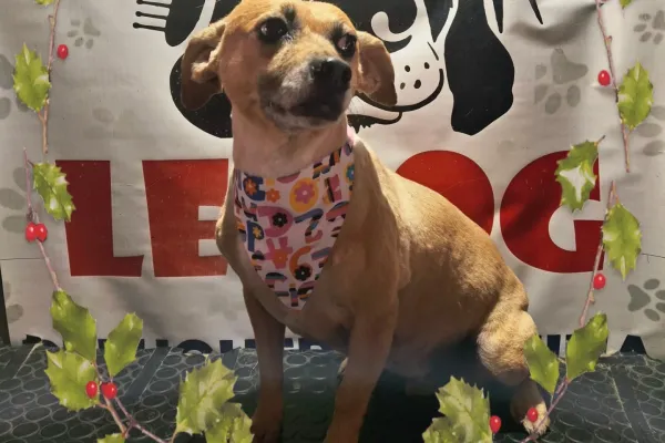 Peluquería Canina Le Dog