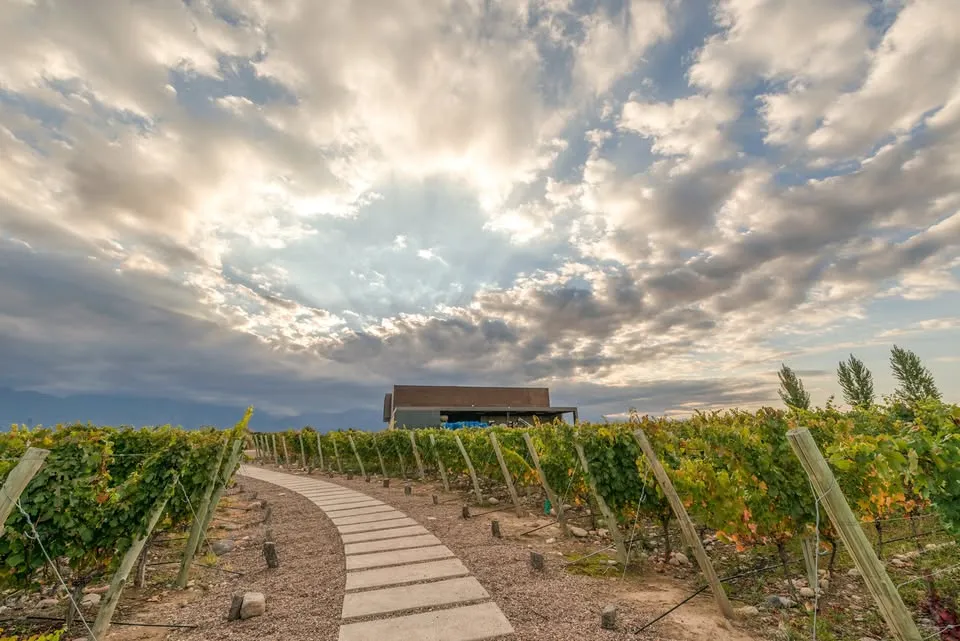 Bodega Corazón del Sol