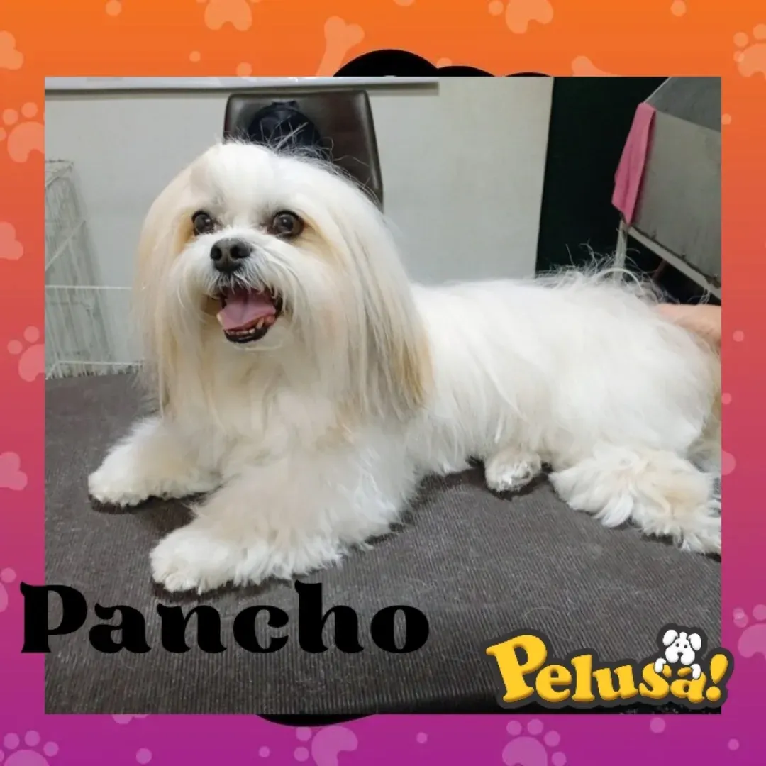 Pet Shop Pelusa
