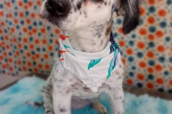 Peluditos Peluquería