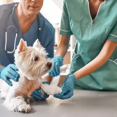 Foto de perfil de Aguará: Veterinaria a domicilio