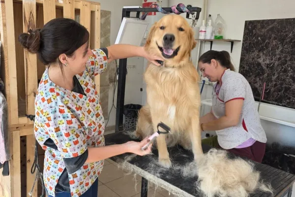 Peluquería Canina HijosdePerra
