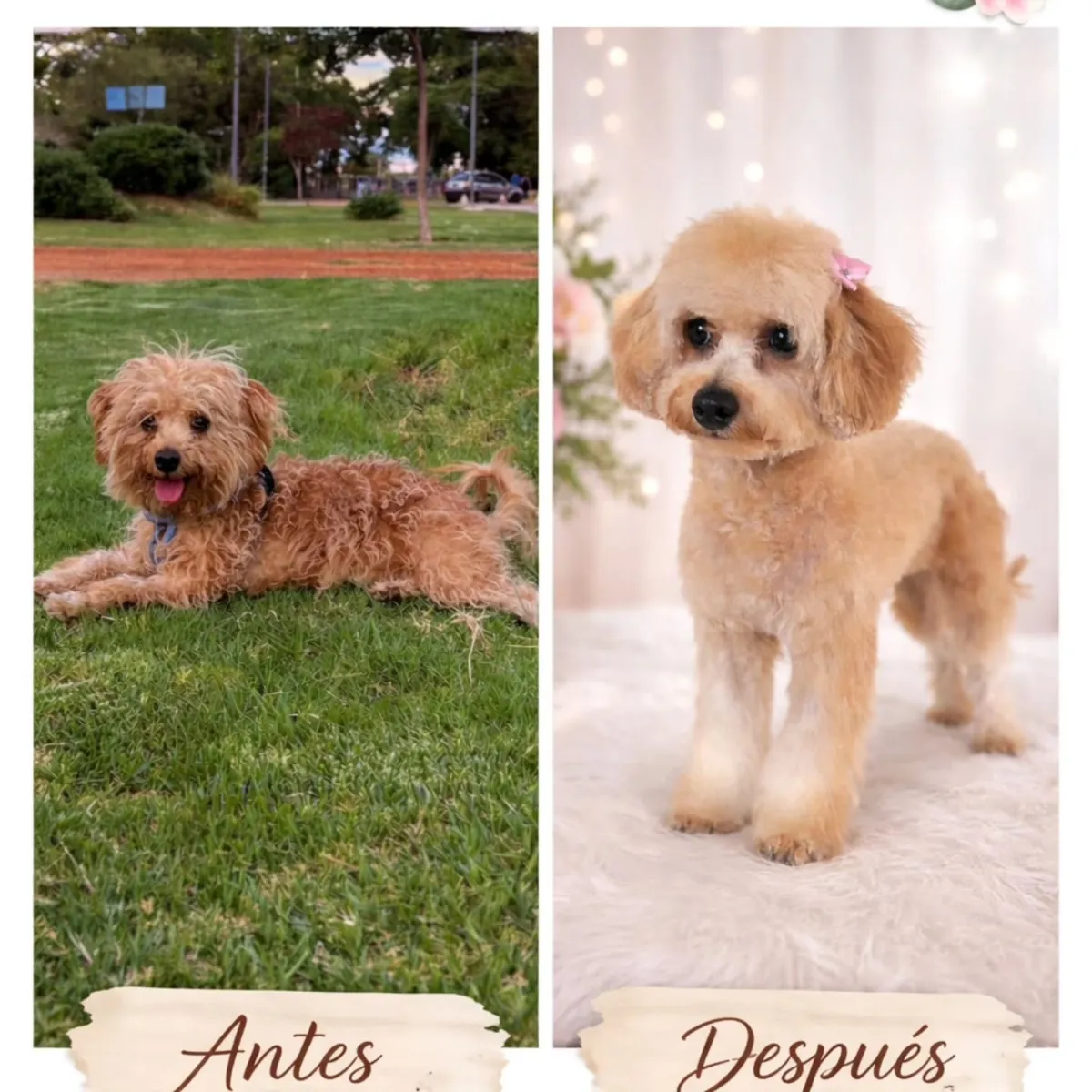 Peluquería Canina HijosdePerra