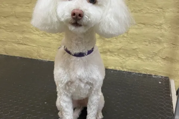 Glamour Canino