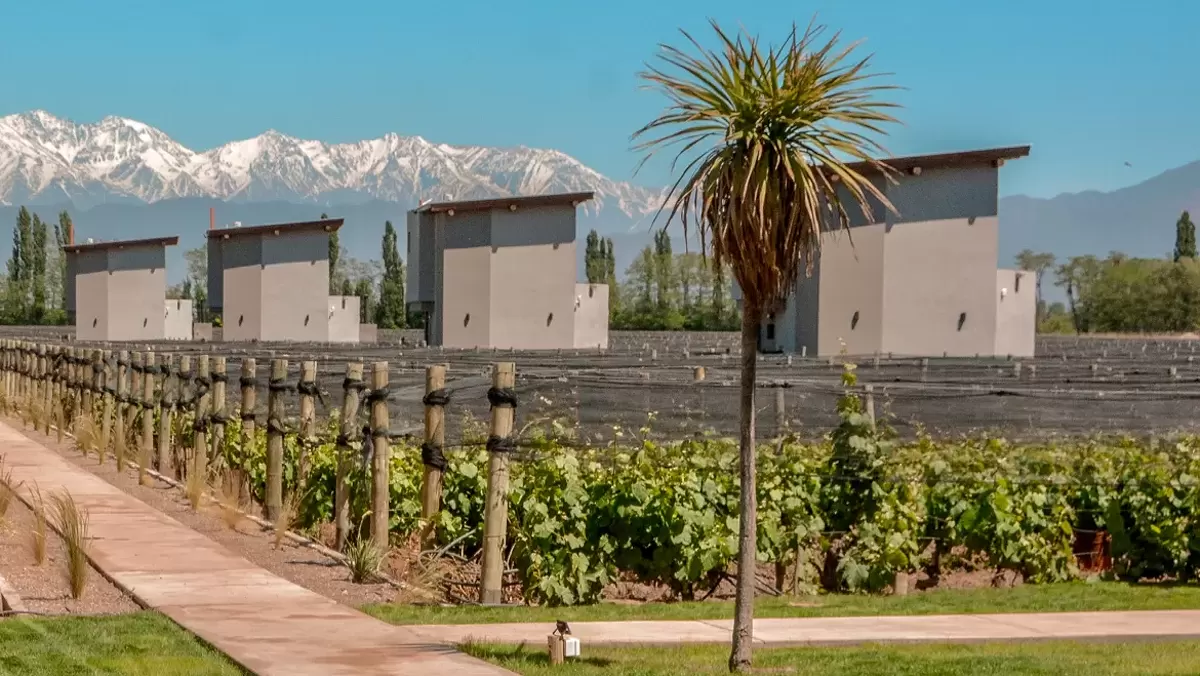 Agrelo Vines