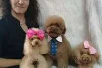 Flavia Romano Peluquería Canina
