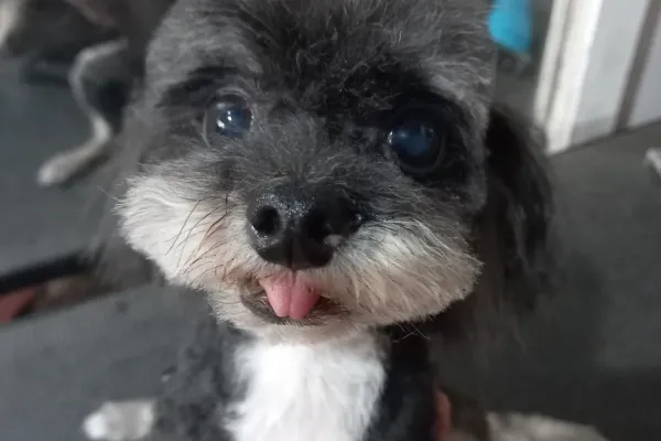 Flavia Romano Peluquería Canina