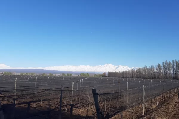 Chakana Wines