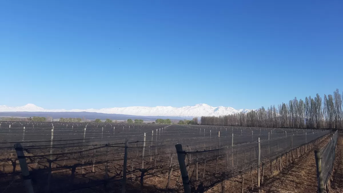 Chakana Wines