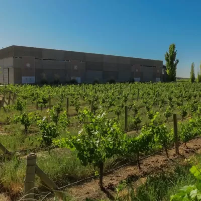 Foto de perfil de Huarpe Riglos Family Wines