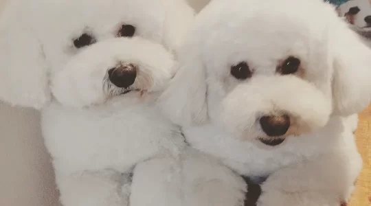 En Mendoza 3 1775168579530